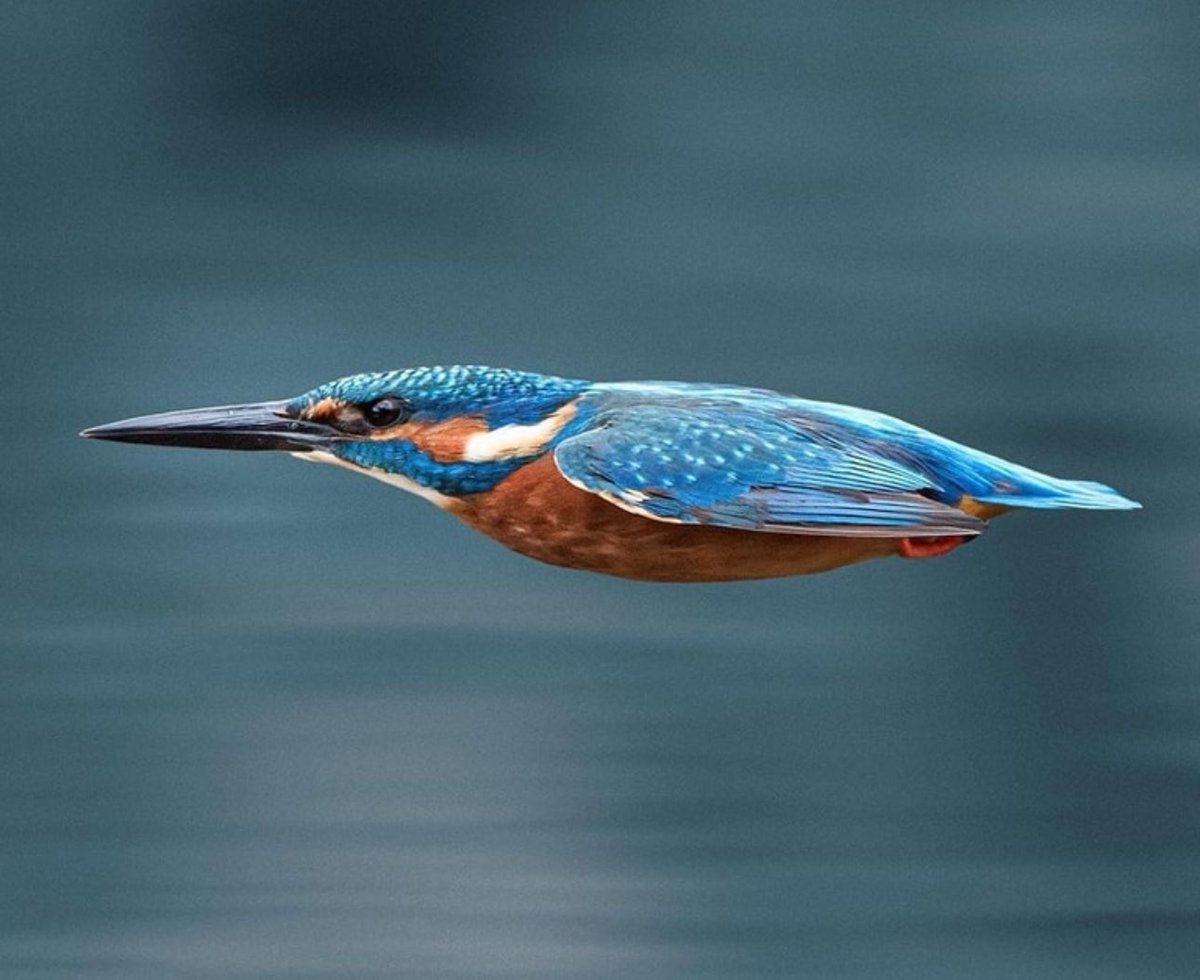 BrianRoemmele's tweet photo. Kingfisher. https://t.co/hGk37nkcu0