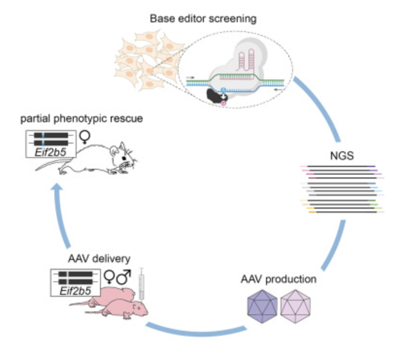 Together with the lab of Niek van Til from the UMC Amsterdam we treated vanishing white matter mice by in vivo base editing. Congrats to Desiree and Ilma to their work! cell.com/molecular-ther…