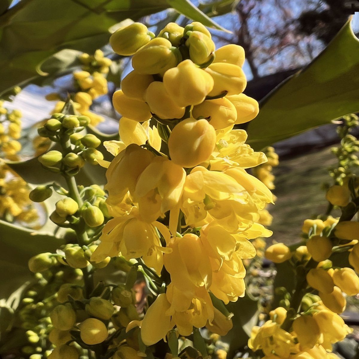 ElizabethLugosi's tweet photo. #Happy #NationalOregonDay, #InternationalWomensDay, #NationalProofreadingDay! #Photograghy #Nature #BeHappy #ImageCreatorFromDesigner #MicrosoftBingImageCreator #Copilot #AIGeneratedImages #AI #Flowers #FlowersOfTwitter #Gardening https://t.co/ZCzGtU7eSH