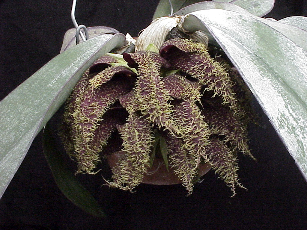 Bulbophyllum phalaenopsis A fascinating stinker #orchids #species #flowers