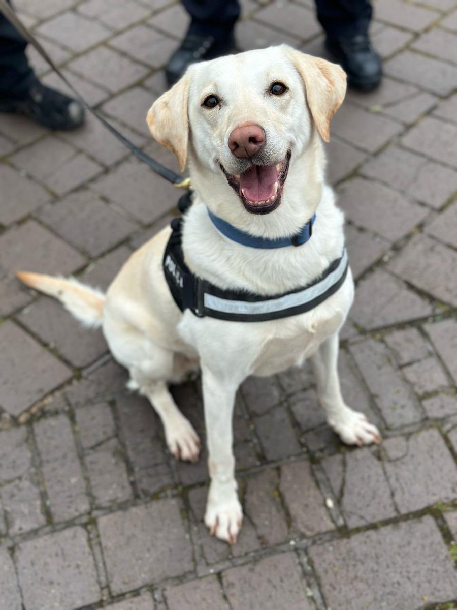 #ProjectServator officers and @BTPDogs 🐾 are working with @WMPolice Servator teams @thenec at @Crufts Deployments can happen at any time/place. Officers are trained to identify suspicious activity, engaging with the public. This is business as usual. Come say 👋 to us!