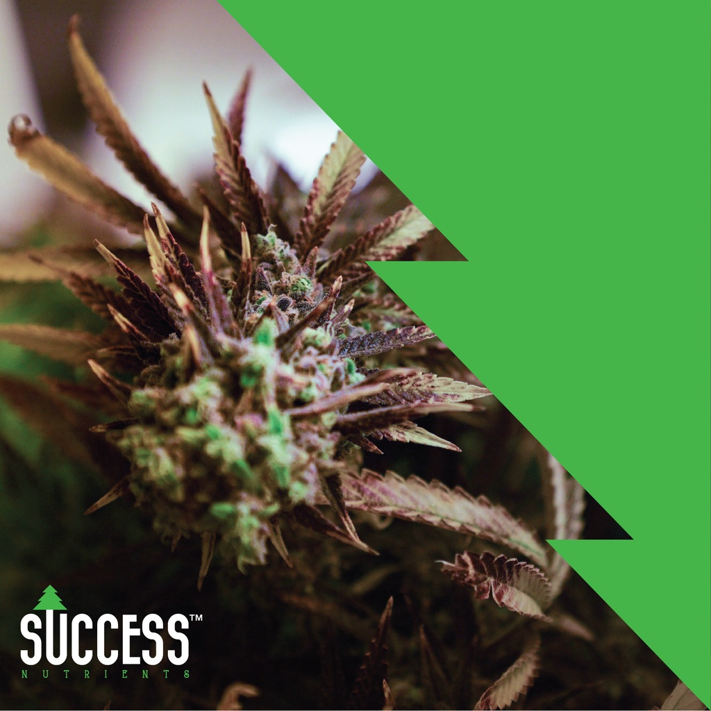 Success Nutrients tweet media