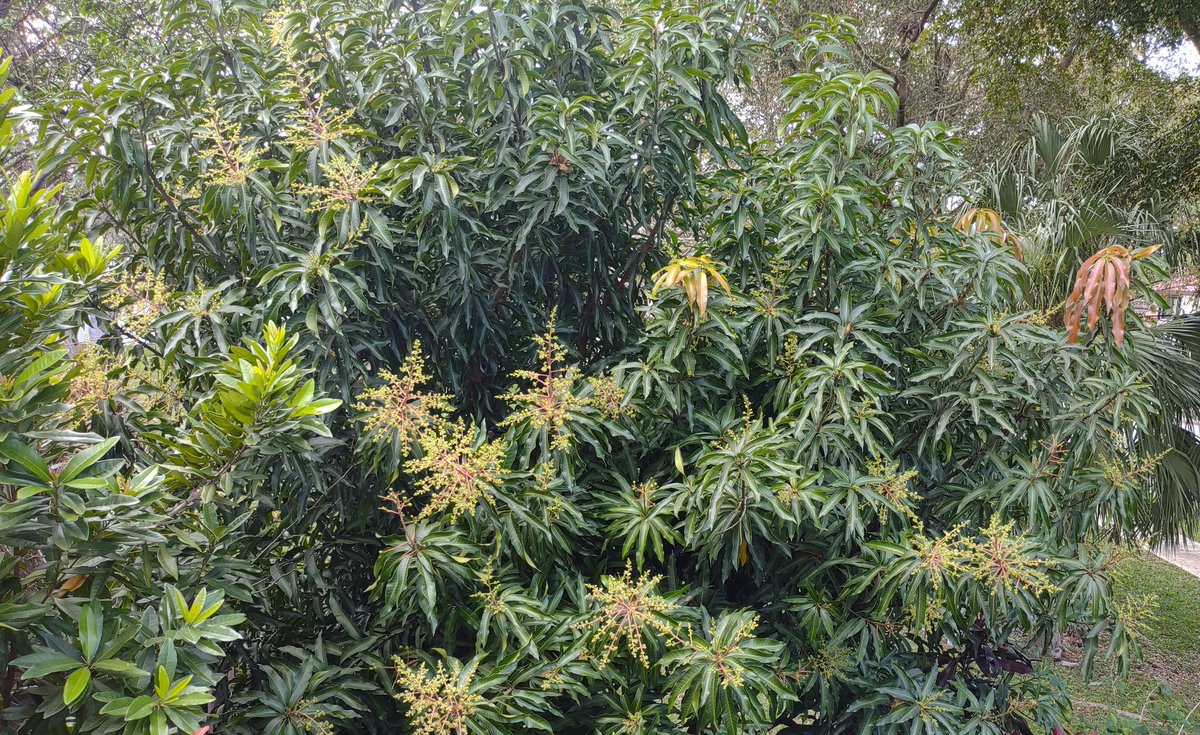 MistyKitty3's tweet photo. 2nd blooming!  Already has teeny mangoes from the 1st blooming.
#Zone11 #Mango https://t.co/1WfEdRu44u