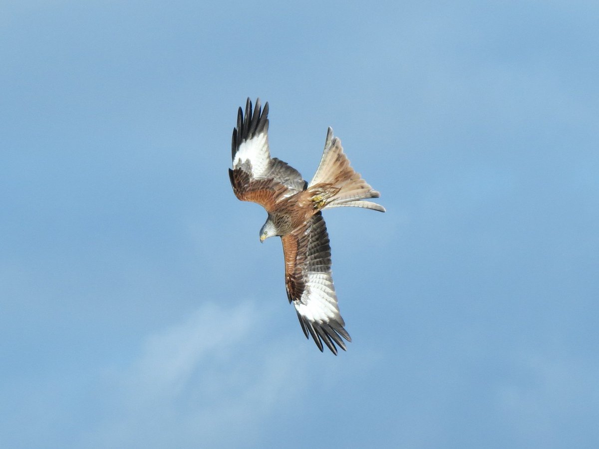 What is the function of the highly contrasting white-underwing panel & black wingtips in some raptors? Signalling? They very obviously wink in the sun when the birds are flapping in display flights/tussles, and are most obvious on Red kites and Common Buzzards. Anyone know?