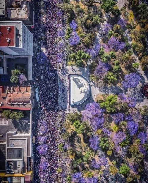 ¿Eres jacaranda o qué? 
O ¿por qué tan de morado? 💜✨