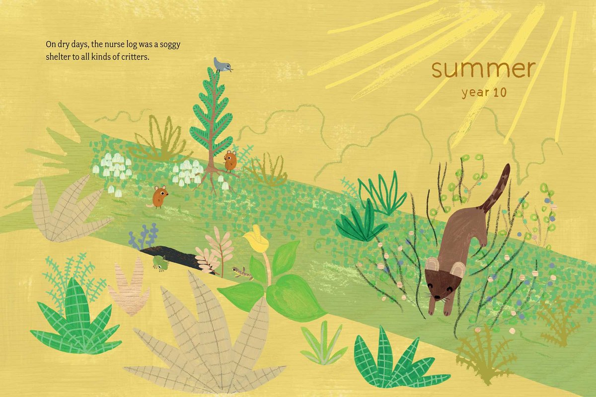 SimonKIDS's tweet photo. Discover the tiny, fascinating world of nurse logs in #LogLife, the first book in an illuminating picture book series by @amyhevron that explores how even the smallest habitats play big roles in nature. https://t.co/7x9SX6qSqN