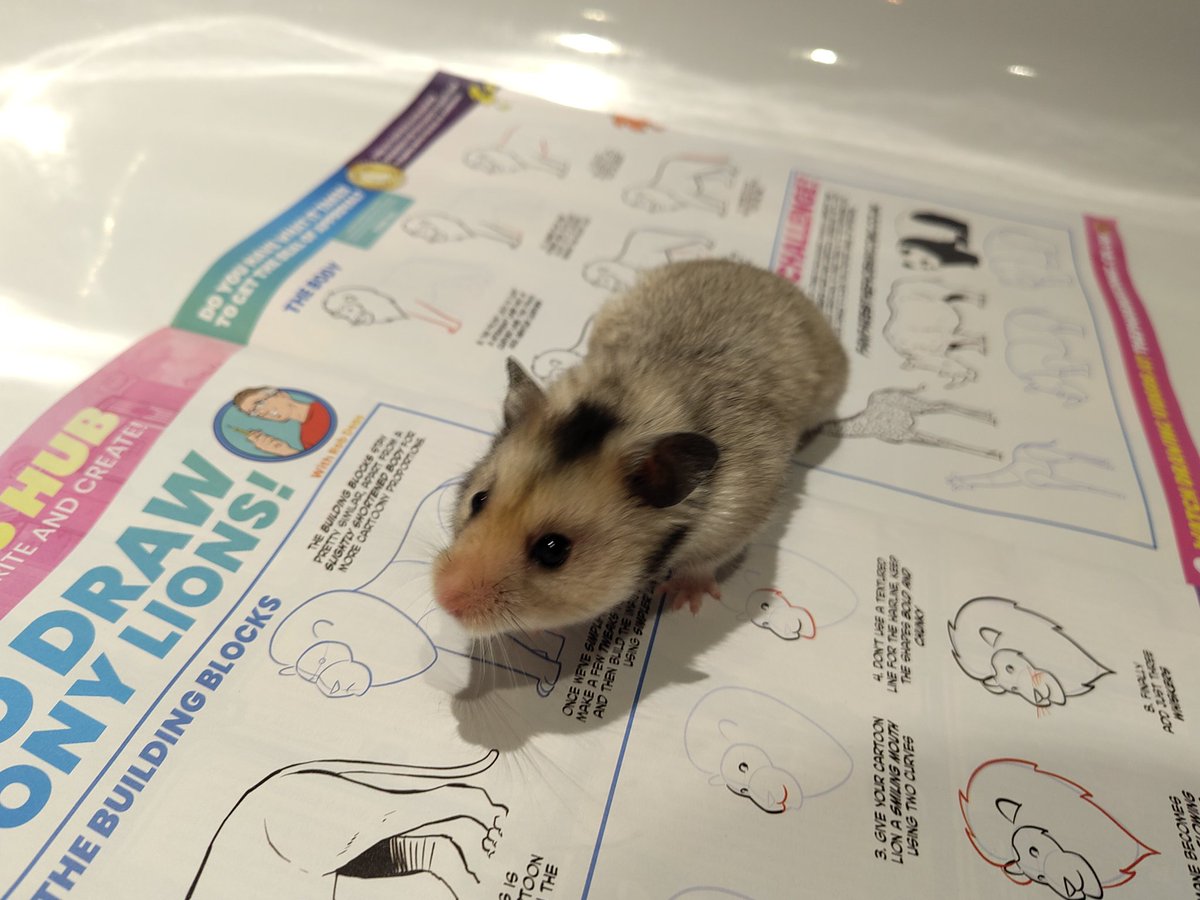 dmbeynon's tweet photo. @neillcameron @jamiesmart Between World Book Day and your visit, Maria had the best week! Thanks for signing her drawing and book 📚. For your next trick, she wondered can you get her hamster Spike into the @phoenixcomicuk Fanfare?! https://t.co/Qd5xhHiO4D