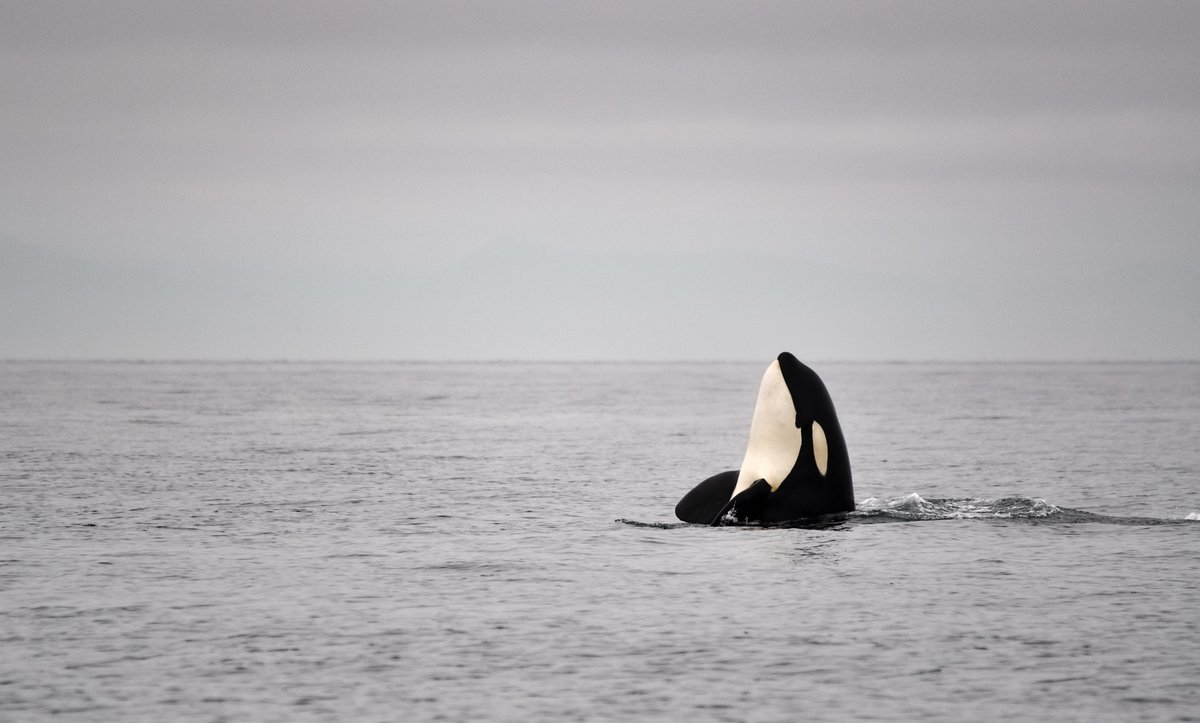 Western North Atlantic killer whales show higher pollutant levels than eastern counterparts. Diet, not just location, shapes contamination risks. #CanSci #MarineResearch

pubs.acs.org/doi/10.1021/ac…