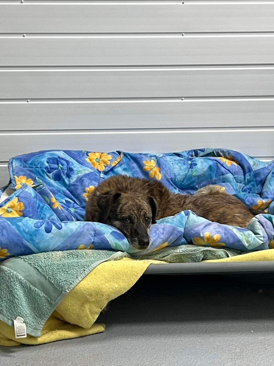 OakwoodRescue's tweet photo. Kiki is sad - not one single app for her 😢💔
Kiki's never had a home &amp; until she arrived at Oakwood, had never experienced a gentle hand or kindness. We're making up for lost time &amp; she oves hanging out with the staff &amp; vols. She's the sweetest girl 🥰
https://t.co/swp4QkKgtx https://t.co/td9EPzPaAH