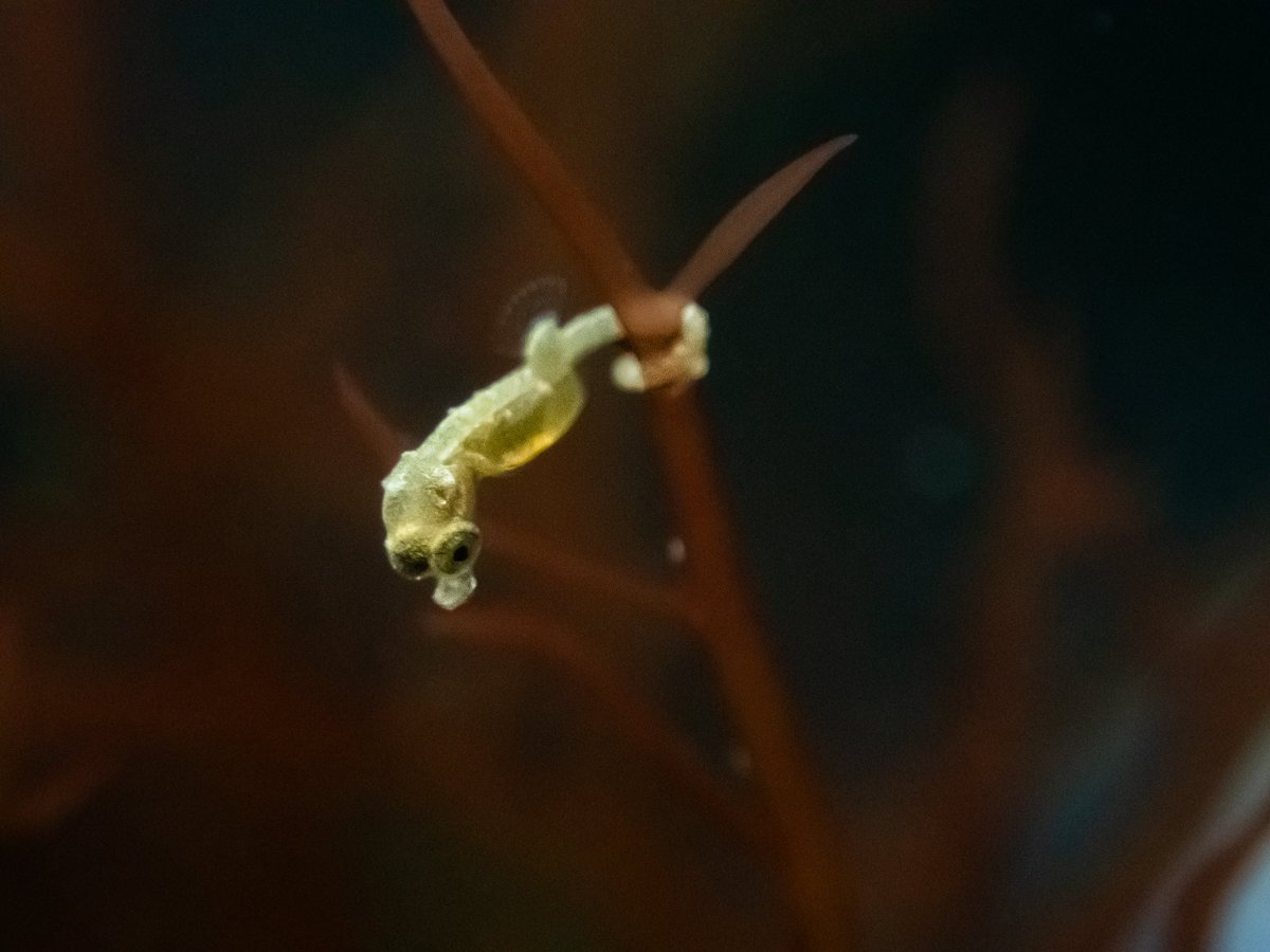 One of the male Dwarf Seahorses has released his brood! Check out these little cuties!