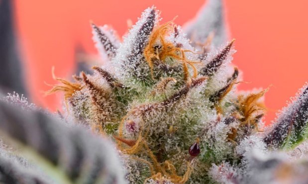 Fernand49034227's tweet image. Mágnum PI
Sativa 
#TreeHawkfarms