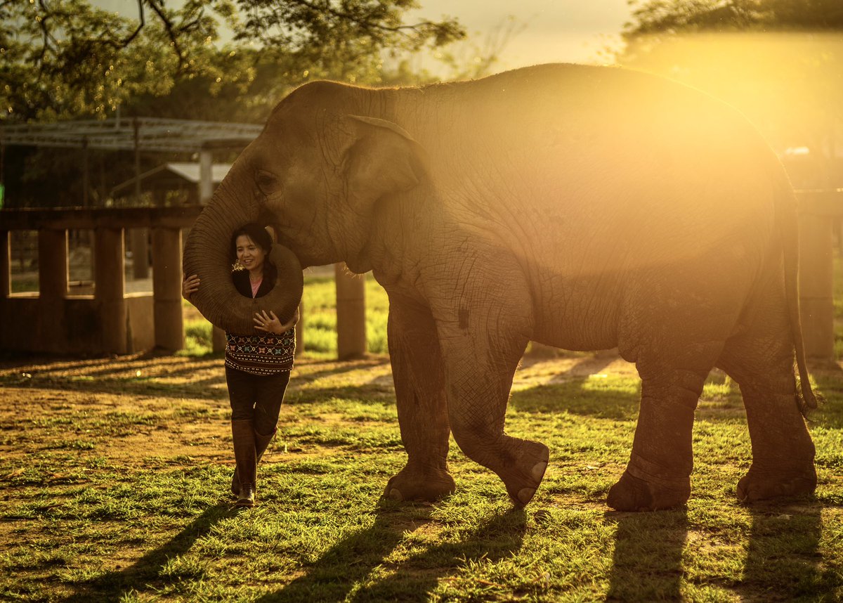 Celebrating International Women’s Day with our hero, Lek Chailert! 🐘✨ 

Lek has dedicated her life to protecting and advocating for Asian elephants. Her unwavering commitment and fearless approach showcase the power of women in making a positive impact on the world.