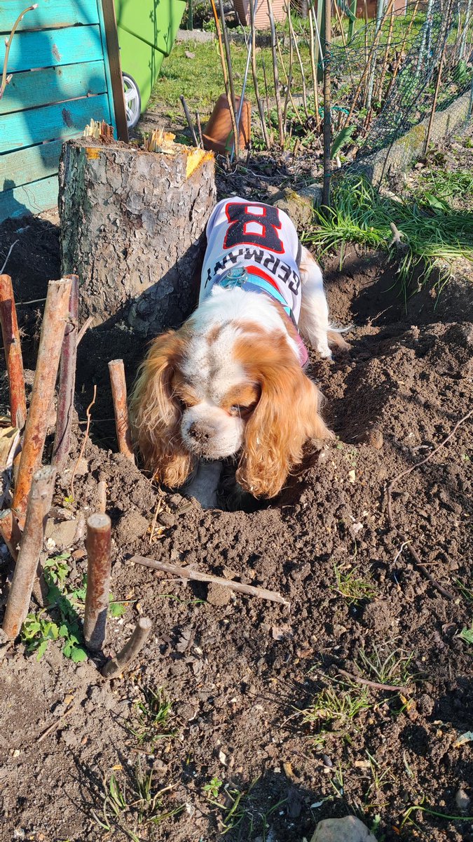 Nanukchen's tweet photo. Did my best today! #helpfulboy #diggingismylife https://t.co/v9OkYx5LOb