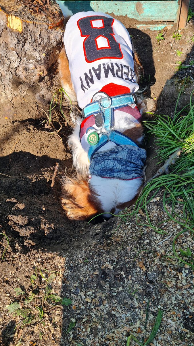 Nanukchen's tweet photo. Did my best today! #helpfulboy #diggingismylife https://t.co/v9OkYx5LOb