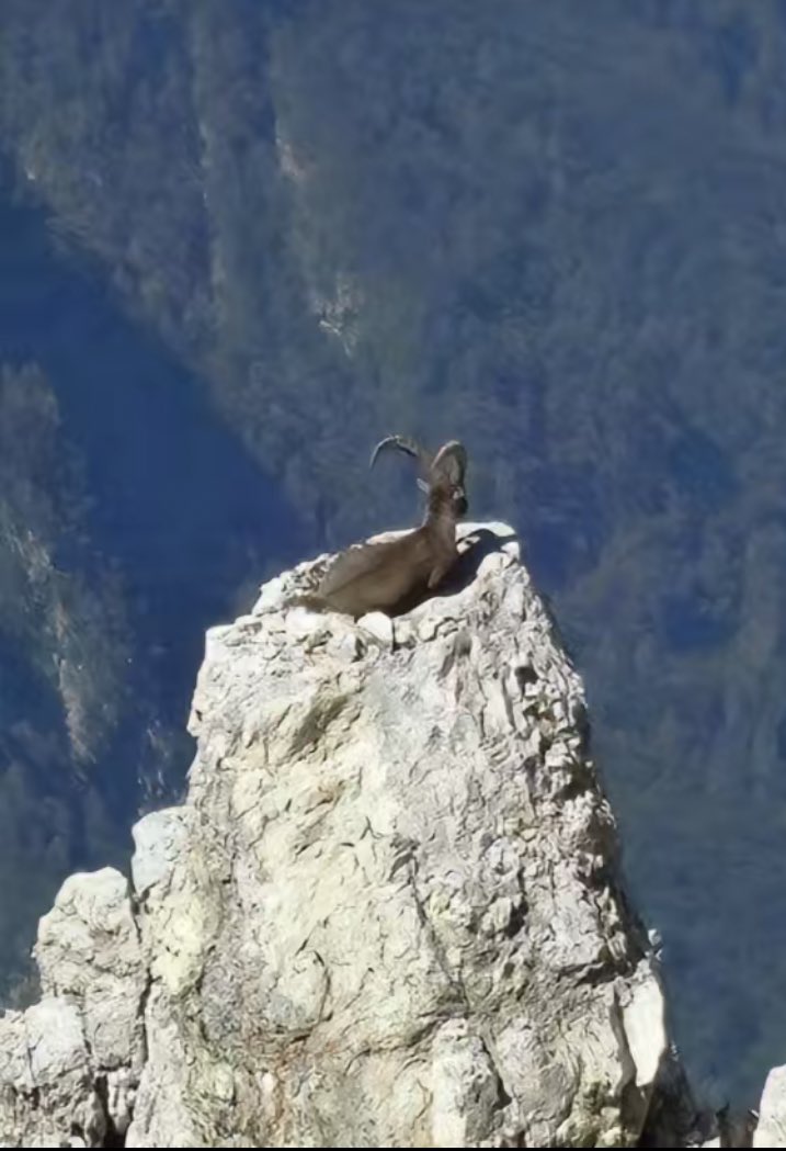 BrGoats's tweet photo. Voltei, estava de férias… #goatsBr https://t.co/llfeTleWDM