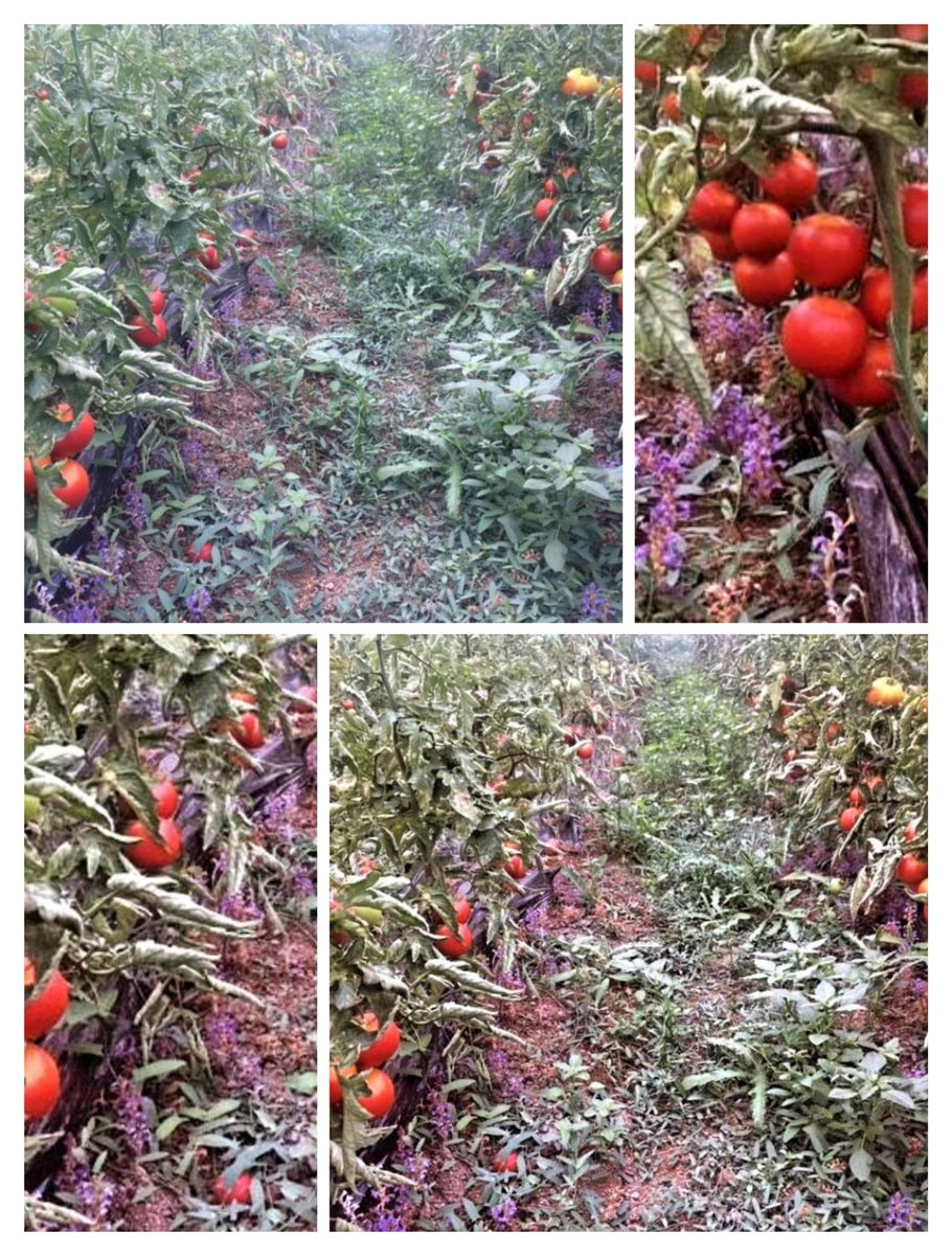 🍅 Domates deyince akla, hemen onun adı gelir :) Orabanche sp. (canavar otu).... 

💥💥💥Kendileri tam parazit bir yabancı ot olup Dikotiledon pek çok sebze ve tarla bitkisinde sorun oluşturan bir güzelliktir. 

🍅 @salihtasci_0363 teşekkürler.