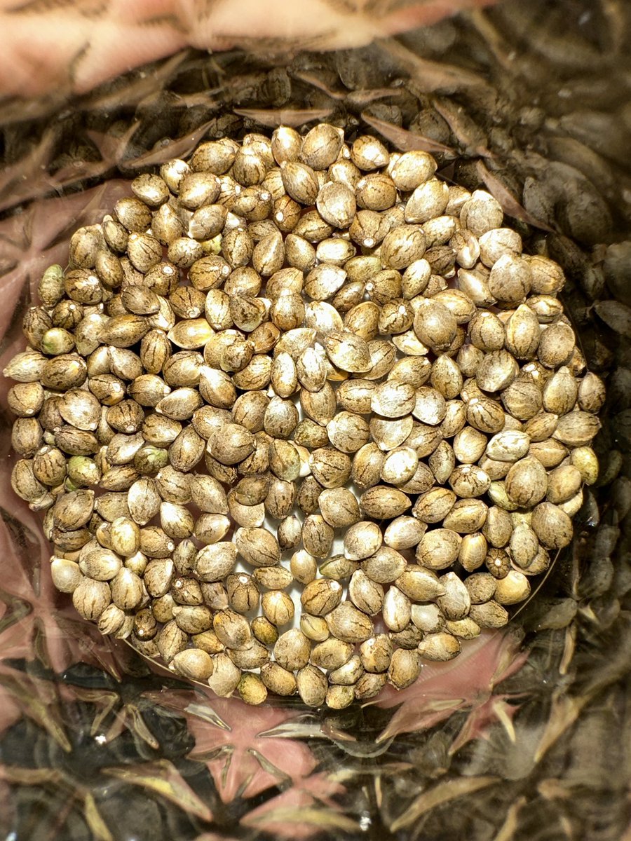 …You take the blue pill - the story ends, you wake up in your bed and believe whatever you want to believe… THERE WILL ONLY BE THREE PACKS OF “THE BLUE PILL” (Oreoz x (Strawberry Dakini x Lemon Lime Orange Apricot)) AVAILABLE FOR FREE WHEN THE DROP HAPPENS! Low bean count so