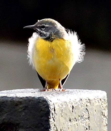 DHarazny's tweet image. Grey Wagtail alongside the river Weaver, Saltersford Locks #Cheshire #mypatch