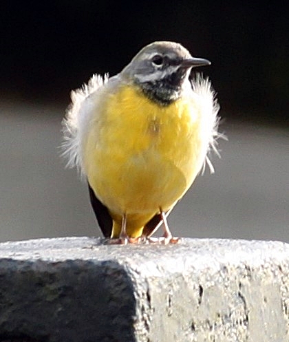 DHarazny's tweet image. Grey Wagtail alongside the river Weaver, Saltersford Locks #Cheshire #mypatch
