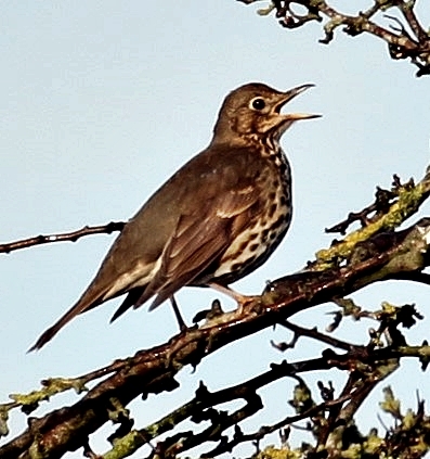 DHarazny's tweet image. Singing Song Thrush. one of 9 different males singing on #mypatch Saltersford Locks in #Cheshire