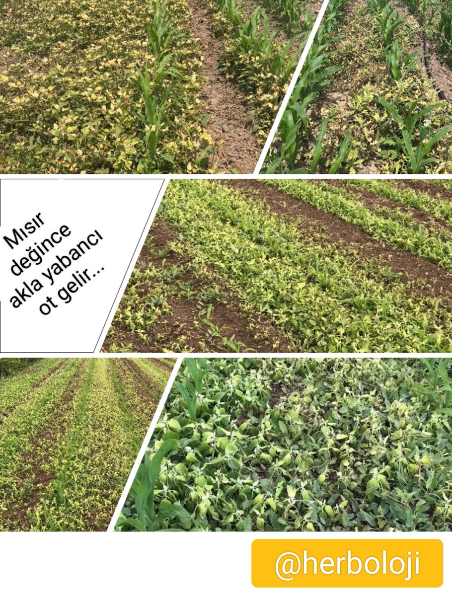 🌽Mısır, şekerpancarı, ayçiçeği, pamuk, soya gibi yazlık tarla bitkilerinin en büyük sorunu yabancı otlar.

💥Doğru bir şekilde yabancı ot kontrolü yapılmaz ise bu kültür bitkilerinden neredeyse ürün almak mümkün olmaz.

👏 @salihtasci_0363 teşekkürler
