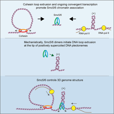 MolecularCell's tweet photo. Loop-extruding Smc5/6 organizes transcription-induced positive DNA supercoils https://t.co/5zTlAxF4Vj https://t.co/zpBBK9e8S3