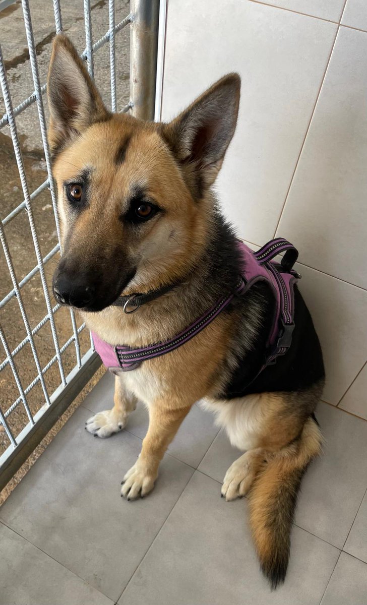 Lleva una semana con nosotros. Sin chip.
Iba corriendo por el polígono de La Nucía.
Nadie la busca? 
Nadie la conoce? 
Es muy buena y cariñosa. 
Quizás sea mejor para ella que la adopte alguien que la quiera de verdad.