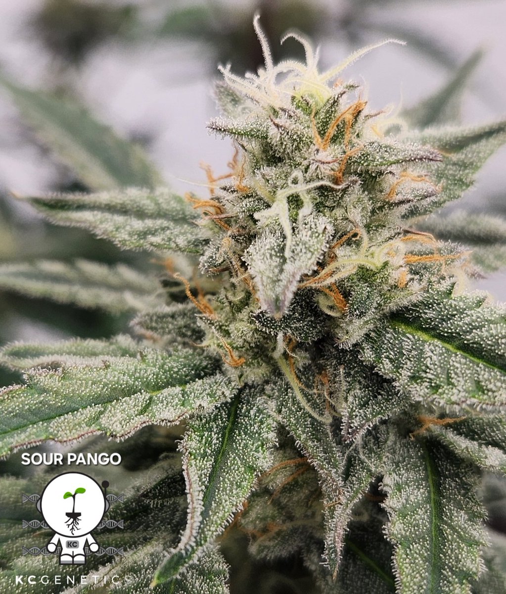 KCgenetics tweet media