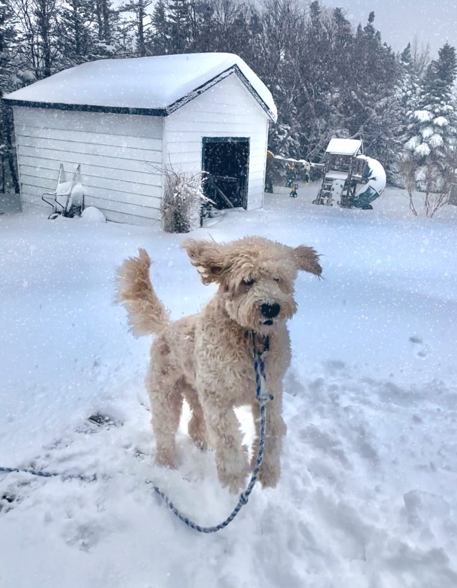 Ashley_LBMCOC's tweet photo. If only everyone loved the snow as Finnarooni! The “lull” made for some fun snowball making! Road are snowcovered &amp; slippery in #LBMCOC Please slow down if out &amp; about. #nlwx #yyt #nltraffic @EddieSheerr https://t.co/Sjl5BAZ1GY
