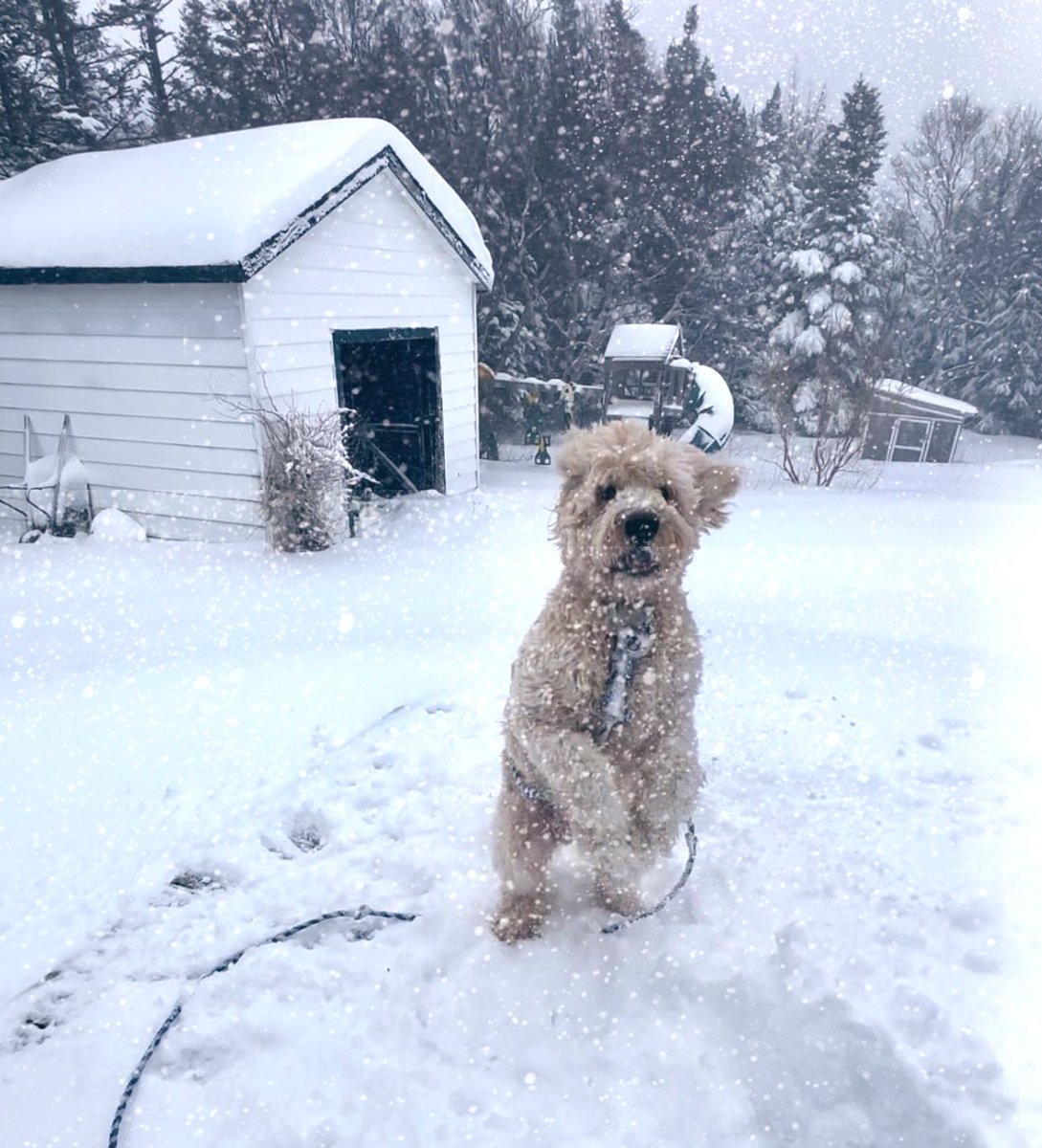 Ashley_LBMCOC's tweet photo. If only everyone loved the snow as Finnarooni! The “lull” made for some fun snowball making! Road are snowcovered &amp; slippery in #LBMCOC Please slow down if out &amp; about. #nlwx #yyt #nltraffic @EddieSheerr https://t.co/Sjl5BAZ1GY