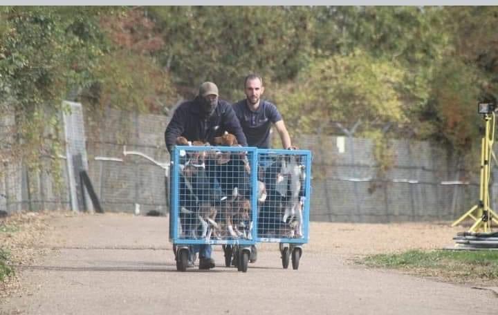 74Tonystac's tweet image. Two scumbags pushing cute beagle puppies around #mbracres..the one in the mask must be embarrassed working there..these pups will be dead in 6 month..#StopAnimalTests now @GBNEWS @missgemcollins @willyoung @KReeves__j