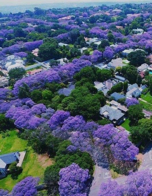 GigiBlock1's tweet image. #Pretoria famous for its #Jacarandas