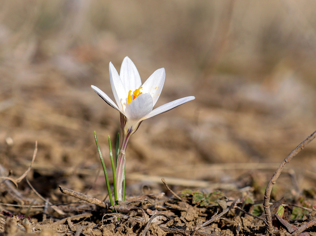 🌷Happy #InternationalWomensDay2024 to all the amazing women in conservation and beyond! 🎉 For you, these beautiful flowers 💐- Adonis wolgensis and Crocus reticulatus - from the Budzhak steppe in the #DanubeDelta rewilding landscape. #IWD2024