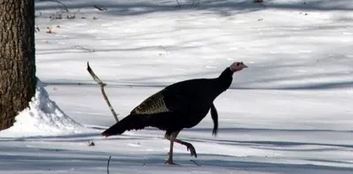 There's still time to report your winter #turkey flock sightings. nhfishgame.com/2024/03/08/the… #NH #wildlife #conservation