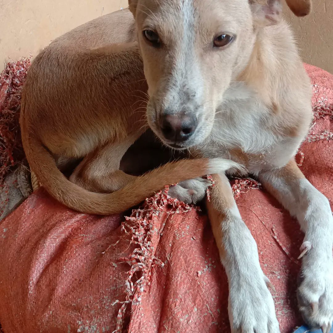 Good night, Twitter freinds Animals lovers,it's sad 😢 abusive night here it's to wet for these souls to ske well because we are in lack of better shelter, food and blankets,Rt,freinds help am 😟 i don't know how this night will be 🐕🆘,gofund.me/313ae45f #donate #GoFundMe