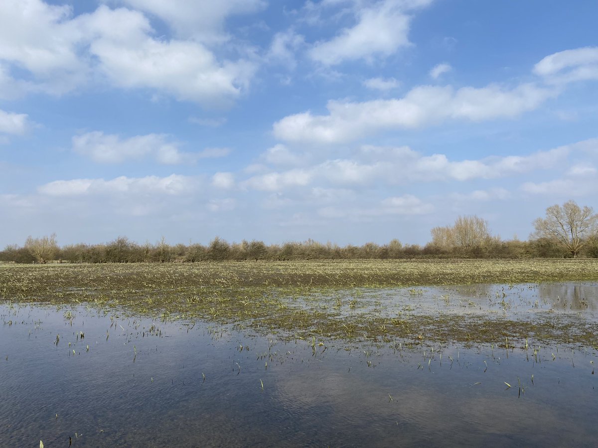 Floods have receded and what’s revealed is a bit of a mess. So those docks grew under water. What a plant. On the good side lots of bird life including Great White Egret