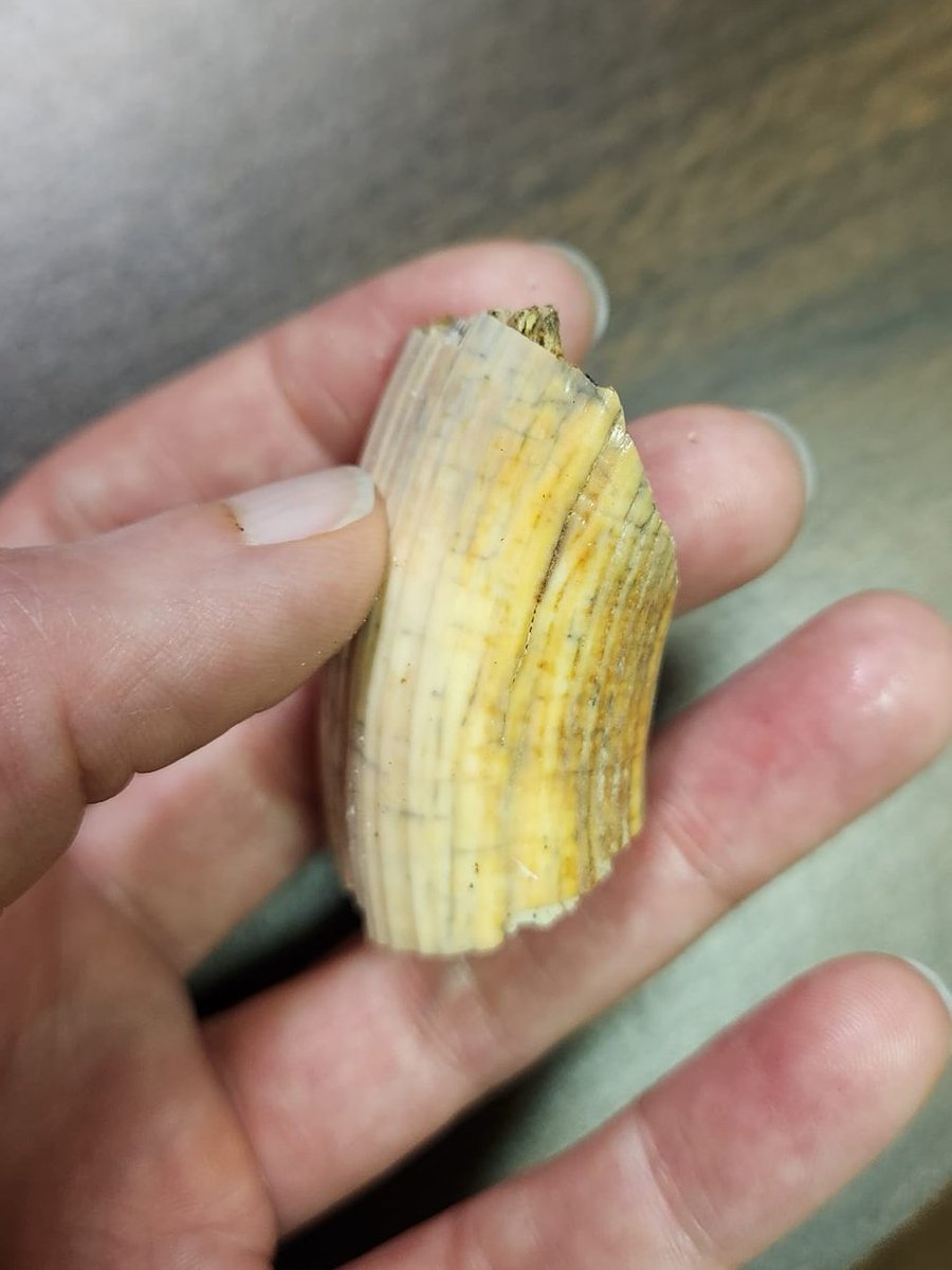 DrPardi's tweet photo. Here's something to chew on for #FossilFriday, this recent @ILStateMuseum donation of a giant beaver tooth is the first record for Logan County, and appears to be the 7th record for the state. Donated by Jim Coffey of Logan, Co. https://t.co/YmrNAC1F5m
