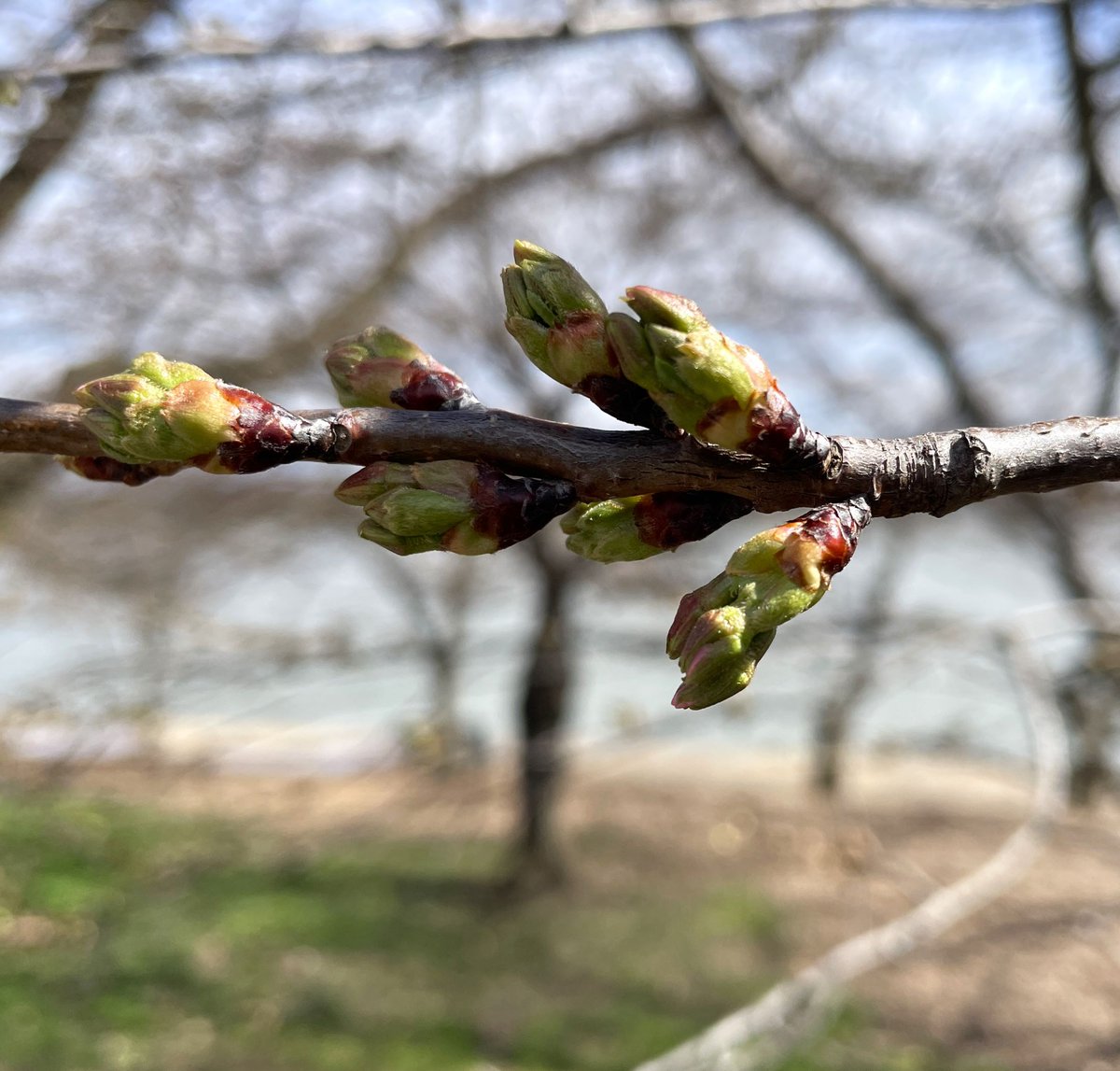 Oh, we're halfway there! The cherry blossoms have reached florets extended, the 3rd of 6 stages. 🌸🌸🌸/🌸🌸🌸 Follow the path to peak bloom online: nps.gov/cherry #Cherryblossom #BloomWatch
