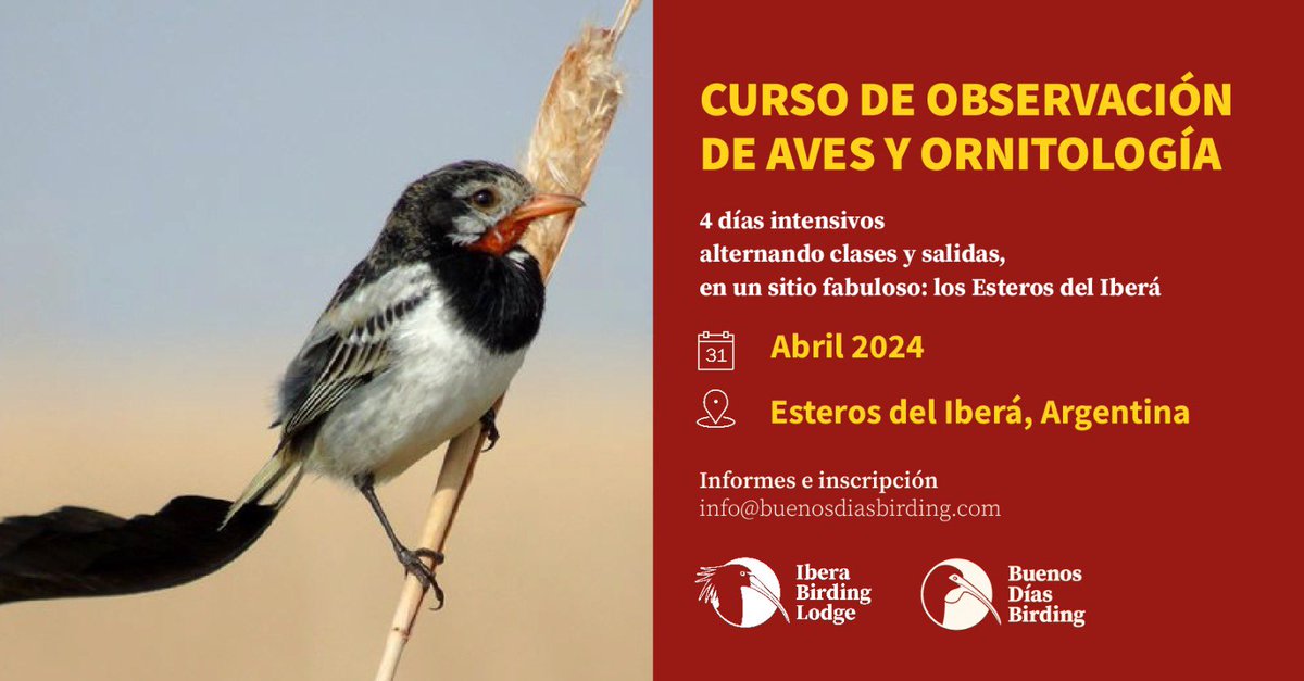 HoracioMataraSo's tweet photo. CURSO DE AVES!!

4 al 7 de Abril de 2024
Presencial durante 4 días en los Esteros del Iberá
Loreto, Provincia de Corrientes, Noreste de Argentina

El curso será en esta oportunidad presencial  en forma intensiva durante 4 días en los Esteros del Iberá, info@buenosdiasbirding.com https://t.co/FnuuD4PBrB