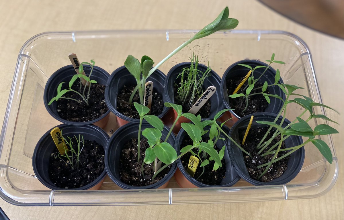 Ms. Ortega (@ortega_ecse) on Twitter photo During our Farm to Market theme, our students made a choice of planting tomato seeds, cucumber seeds, squash seeds, or carrot seeds. Now they have their own little crops to care for! <a href="/HumbleISD_PREK/">HumbleISD ECE</a> <a href="/HumbleISD_RPE/">River Pines Elementary</a> #LeapLoveLearn #PreKexplorers @Play4PreK During our Farm to Market theme, our students made a choice of planting tomato seeds, cucumber seeds, squash seeds, or carrot seeds. Now they have their own little crops to care for! <a href="/HumbleISD_PREK/">HumbleISD ECE</a> <a href="/HumbleISD_RPE/">River Pines Elementary</a> #LeapLoveLearn #PreKexplorers @Play4PreK