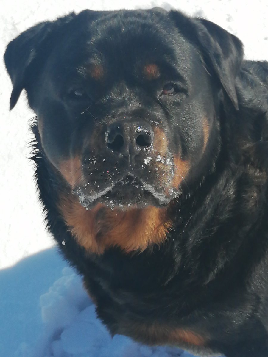 Hi my name is Daisy 🌼Every time my pictures appear we lose followers. Am I that scary looking? #Daisy #Rottweiler #mybestfriend #totalcuteness #sweetheart