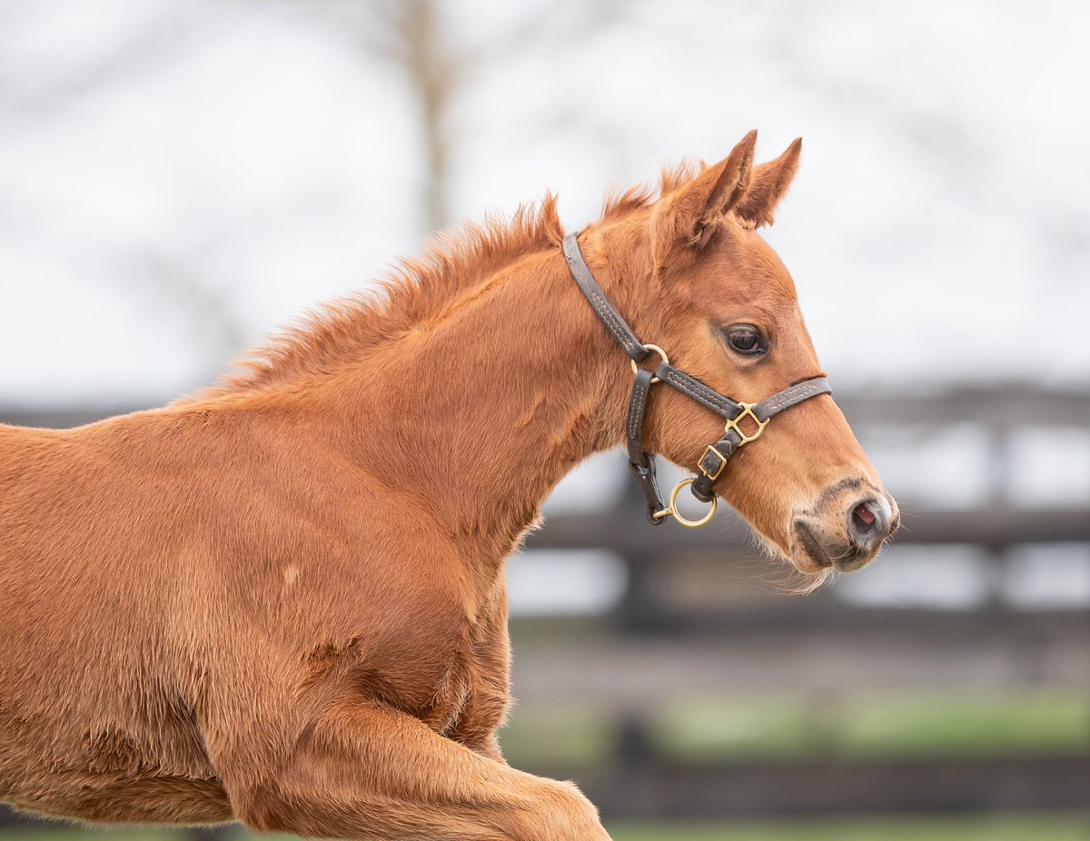 LanesEndFarms's tweet image. Another First-Class Foal for Flightline! This handsome colt out of Mira Alta was bred by Rock Ridge Thoroughbreds LLC. #FoalFriday #FlightlineFriday