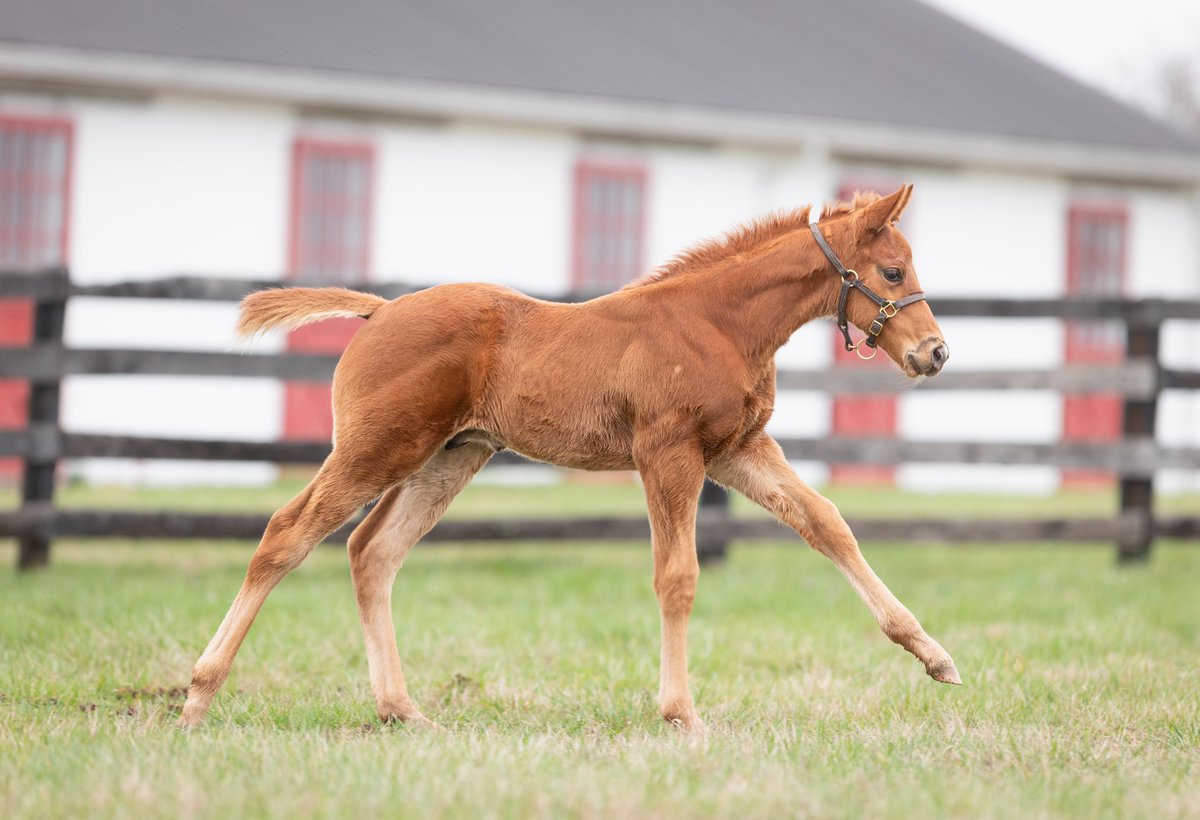 LanesEndFarms's tweet image. Another First-Class Foal for Flightline! This handsome colt out of Mira Alta was bred by Rock Ridge Thoroughbreds LLC. #FoalFriday #FlightlineFriday