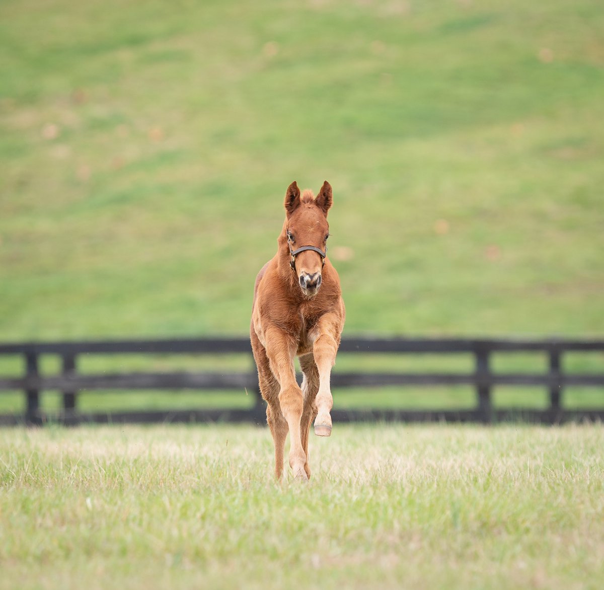 LanesEndFarms's tweet image. Another First-Class Foal for Flightline! This handsome colt out of Mira Alta was bred by Rock Ridge Thoroughbreds LLC. #FoalFriday #FlightlineFriday