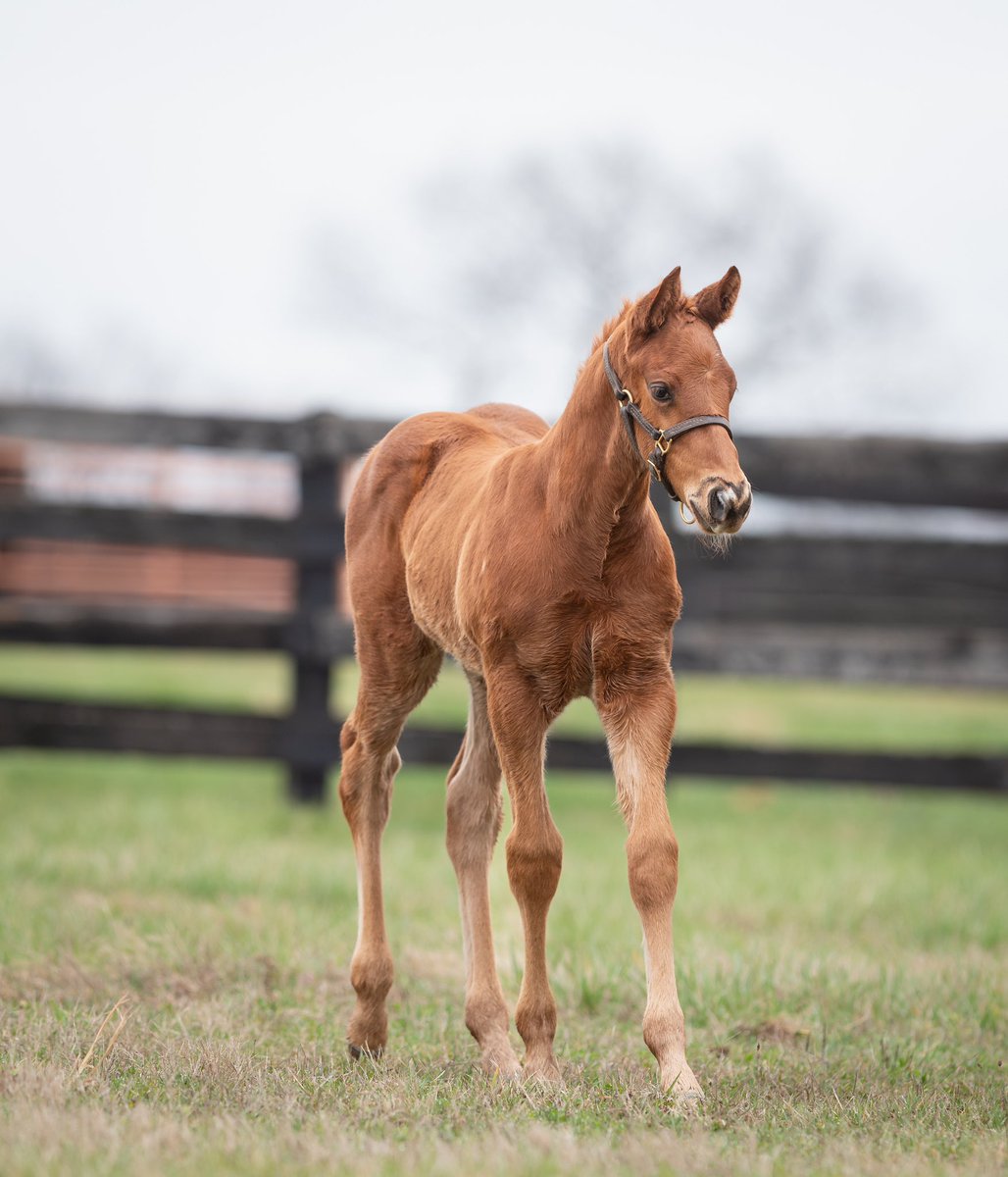 LanesEndFarms's tweet image. Another First-Class Foal for Flightline! This handsome colt out of Mira Alta was bred by Rock Ridge Thoroughbreds LLC. #FoalFriday #FlightlineFriday
