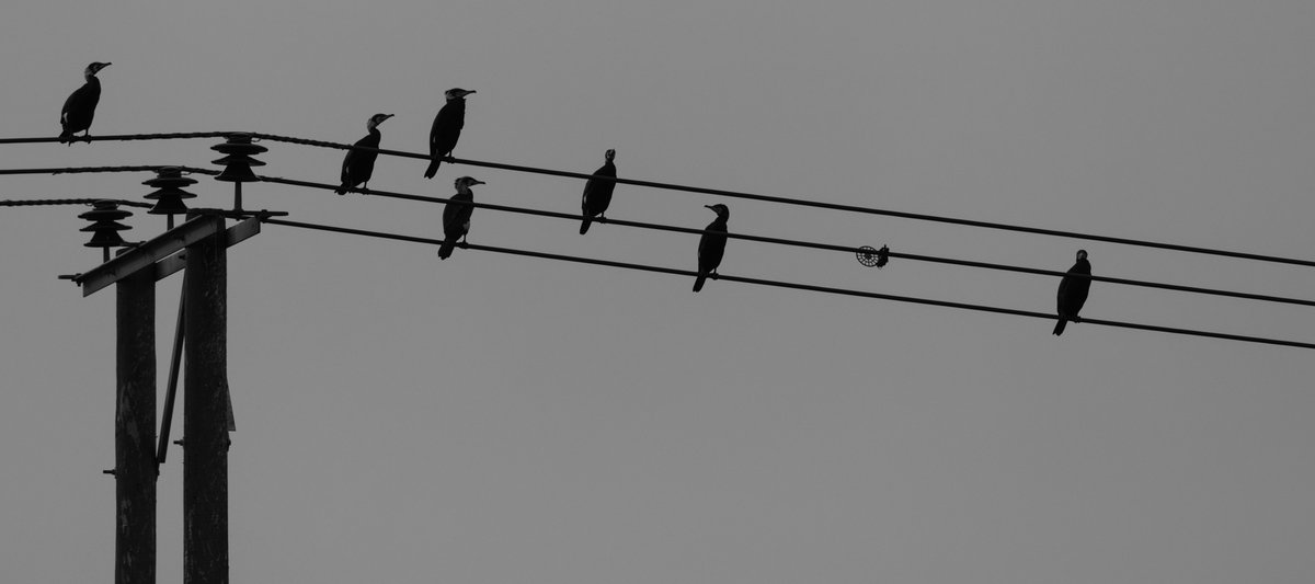 Another image for my occasional series on the theme of nature mimicking music and in particular sheet music. Cormorant Notes on a Staff of wires.
