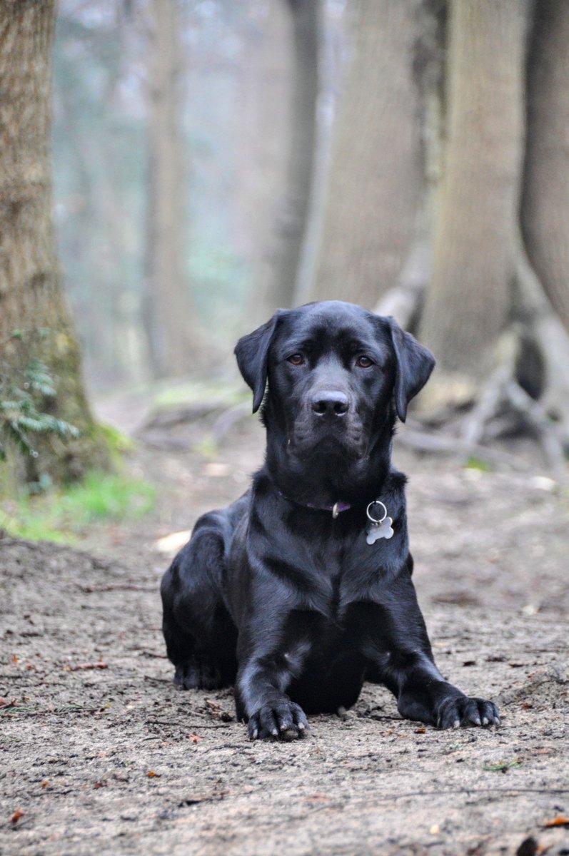 Deze knappe man Owen terug gebracht naar het <a href="/KNGFGeleidehond/">KNGF Geleidehonden</a> hij is gekozen om dekreu te worden💜 we hopen in de toekomst vele mooie pups van hem te zien.  Zet hem op kanjer. 🐾🥰 #puppypleegezin #geleidehond #trots #papahond