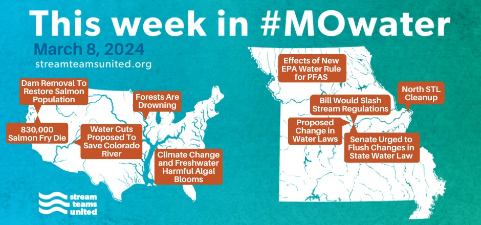 Upcoming cleanup on Mark Twain Lake, a month of honeysuckle sweeps, and the callary pear buyback program starts March 15th. Here's this week's #MOwater news and advocacy updates! conta.cc/3PcB08a #StreamTeamsUnited #GreatRiversState
