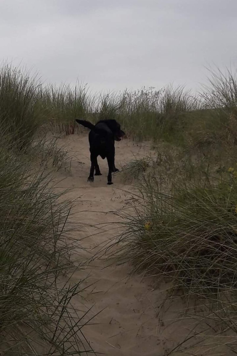 Would have been Max birthday today 🐾🐾🌈
Was such a Good Lad, I miss him.