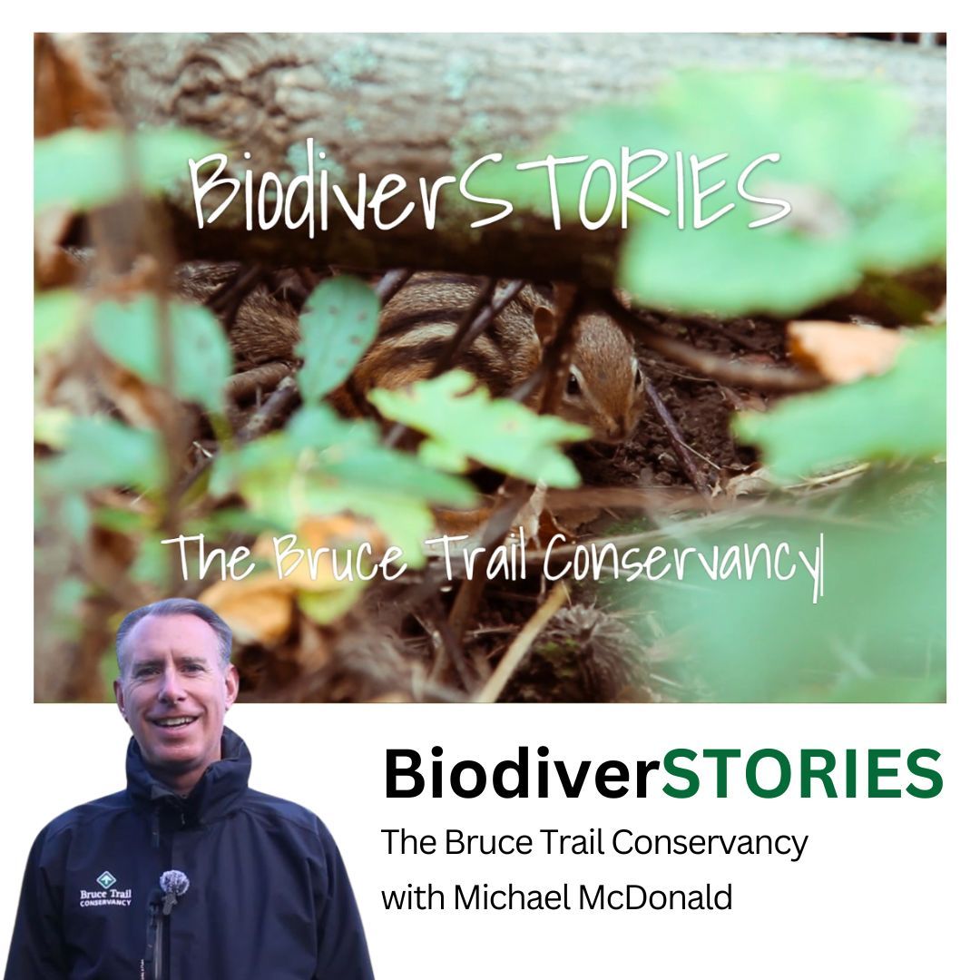 Our #BiodiverSTORIES of the week is The Bruce Trail Conservancy with Michael McDonald. He discusses <a href="/BruceTrail_BTC/">Bruce Trail Conservancy</a>'s conservation work in Hamilton and beyond, showcasing the important work undertaken by environmental non-profits.

Watch now >> buff.ly/47VQVP7